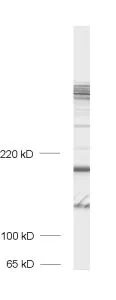 Bassoon Polyclonal rabbit purified antibody - image 1